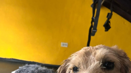 Brea se encuentra fuera de peligro después de haber sido rescatada en la Ruta Viva.