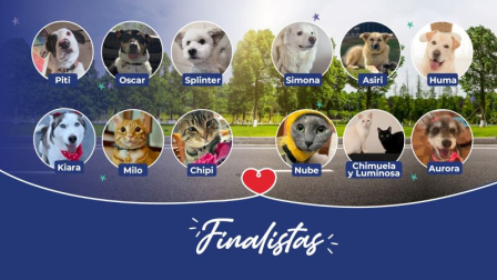Doce mascotas rescatas son las finalistas del concurso de la UBA.