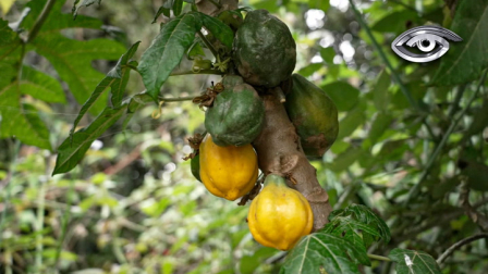 Un fruto tradicional de las zonas rurales del Ecuador, emparentado con la papaya, pero de menor tamaño, se resiste. Este reportaje profundiza en la historia y el valor cultural de un cultivo que sostiene la memoria agrícola de las comunidades frente a la pérdida de saberes ancestrales.