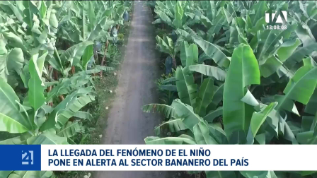 La entidad identificó dos predios con Fusarium Raza 4 en El Oro, donde aplica protocolos estrictos frente al riesgo de precipitaciones intensas. Un reportaje de Astrid Singre