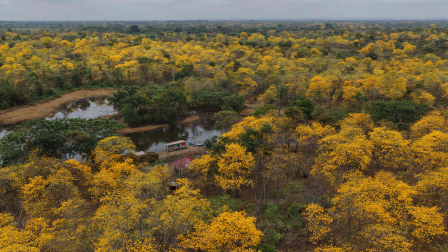 Precipitaciones fuera de temporada activaron de forma anticipada el ciclo biológico de los árboles de Guayacanes.