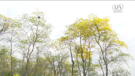 Las precipitaciones registradas activaron el espectáculo natural que habitualmente ocurre entre finales de diciembre e inicios de enero. Un reportaje de Camila Guevara
