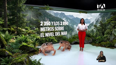 El hallazgo científico registrado en el sur del país confirma la vasta biodiversidad aún no explorada en las áreas protegidas de Ecuador. Un reportaje de Nathalie Jiménez
