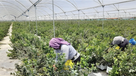 El arándano, mango, maracuyá y aguacate forman parte de la oferta frutícola con la que Ecuador busca ganar espacio en mercados internacionales.