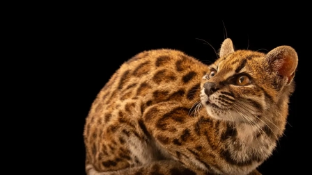 El Leopardus tilcayo es una nueva especie de gato silvestre identificada en los bosques de Yungas, en Bolivia.