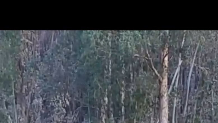 Un oso de anteojos fue visto en la zona de Rayocucho en busca de alimento