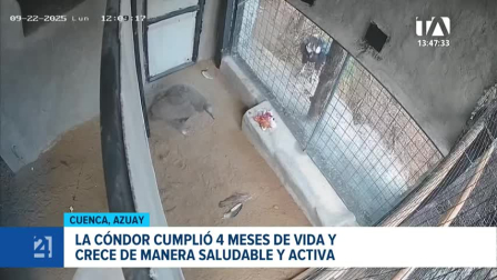 La pequeña ave crece saludable en el Bioparque Amaru, convirtiéndose en un hito y una nueva esperanza para la conservación de esta especie emblemática. Un reportaje de Iván Rodríguez