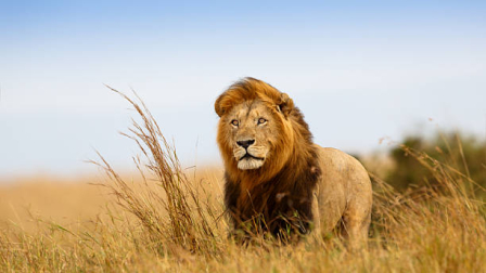 Imagen de un León en su hábitat natural.