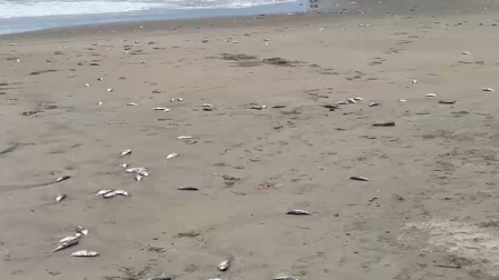 Peces aparecieron a lo largo de casi 2,5 kilómetros de playa en Tonsupa luego de que una lancha perdiera parte de su carga en el mar.