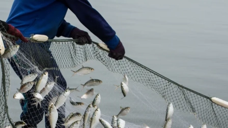 La disponibilidad de pesca de 5 tipos de pescado se vería afectado por El Niño