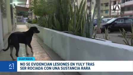 El hecho quedó registrado en videos de seguridad. Este noticiero acudió al punto para constatar la condición de salud de la mascota. Un reportaje de Camila Guevara