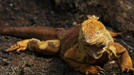 Una iguana terrestre fue hallada en Galápagos. Autoridades investigan cómo llego a las islas.