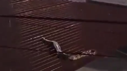 En Pedro Carbo, una enorme serpiente fue vista desplazándose sobre los techos de una zona comercial.
