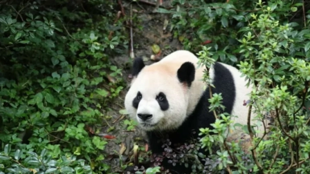 Ping Ping y Fu Shuang llegaron desde China al Zoológico de Atlanta bajo un regalo por 10 años.