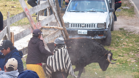 El animal salió despavorido de una plaza en el cantón Píllaro, en la provincia de Tungurahua.