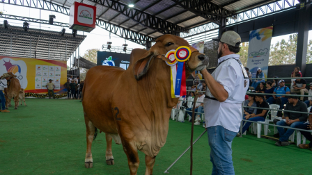 Chone será sede del Congreso Mundial de Ganado Cebú 2026 y acogerá delegaciones de más de 20 países.