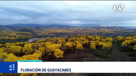 El incremento de precipitaciones asociado al fenómeno de El Niño transformó el paisaje del sur del país, activando el espectáculo natural en la provincia de Loja. Un reportaje de María del Rocío Coronel