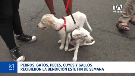 En el marco de la festividad de San Francisco de Asís, templos y espacios comunitarios de ambas ciudades acogieron ceremonias religiosas dirigidas a los animales de compañía. Un reportaje de Camila Guevara