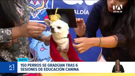Las jornadas de adiestramiento y tenencia responsable tuvieron lugar en los parques La Carolina y Carolo, culminando con un evento simbólico de graduación para las mascotas. Un reportaje de Gustavo Jaramillo