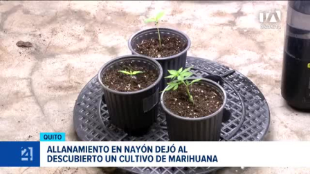 Dos hombres fueron aprehendidos en Quito tras el hallazgo de un cultivo hidropónico y la retención de cuatro tortugas oreja roja presuntamente ingresadas desde Colombia. Un reportaje Valeria Velasco