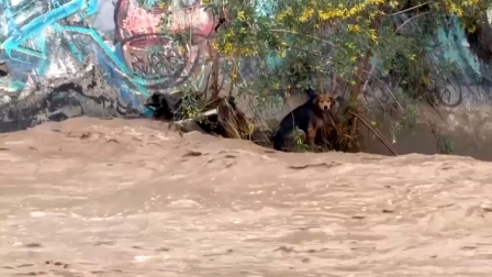 Morocho quedó atrapado en medio del río Mapocho tras el aumento del caudal provocado por las fuertes lluvias en Santiago.