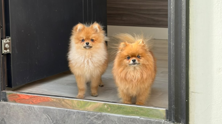 Perla y Rubí, dos perritas Pomerania, que fueron robadas del interior de un vehículo en el sector de La Pradera, en Quito.