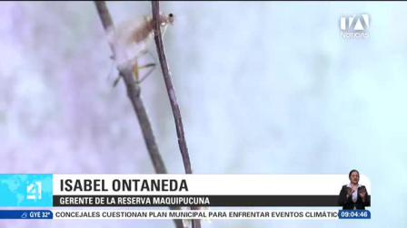 Expertos señalan que el 70% de las especies del sector tienen hábitos nocturnos; las guías buscan visibilizar la rica biodiversidad de anfibios, reptiles e insectos de la zona. Un reportaje de Nathalie Jiménez