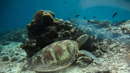 Tortuga marina verde adulta, una especie en peligro de extinción, nadando en las aguas cercanas a la isla Mataking, en Malasia.