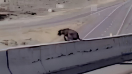 Bruno es un perro policía que saltó de un puente en Estados Unidos.