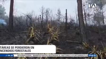 Pese a las lluvias registradas a nivel nacional, los organismos de socorro combaten los siniestros en el sur del país, mientras que en Cotopaxi un incendio logró ser controlado. Un reportaje de Stephany Paz