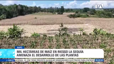 Alrededor de mil hectáreas agrícolas se encuentran en peligro. Solo en la parroquia Chonta Punta, más de 600 agricultores temen perder la totalidad de sus siembras antes del periodo de cosecha. Un reportaje de Roberto Verdezoto