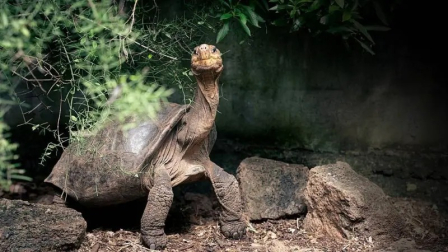 La tortuga gigante de Fernandina es una especie única en el Parque Nacional Galápagos.