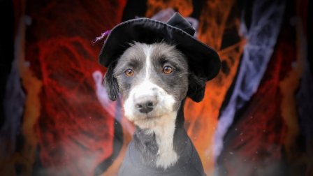 UBAween se realizará el sábado 24 de octubre en Quito, con una pasarela de disfraces para mascotas y sus tutores.