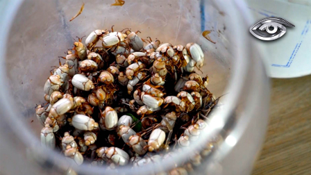 En los Andes, la recolección del catzo blanco sigue siendo un ritual en comunidad. Estas pequeñas fuentes de proteína ya eran muy cotizadas en la época prehispánica. Solo emergen bajo condiciones climáticas específicas, desatando una carrera a contrarreloj. Su preparación también se hace entre vecinos, rescatando sabores que solo en esta temporada vuelven a la memoria.