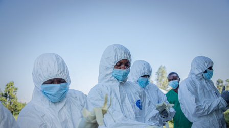 El virus Shamonda afecta principalmente al ganado bovino y puede provocar fiebre, diarrea y reducción de la producción de leche.