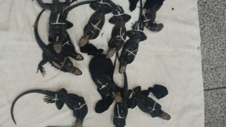 Ciudadanos asiáticos fueron detenidos por trasladar de manera ilegal iguanas de Galápagos.