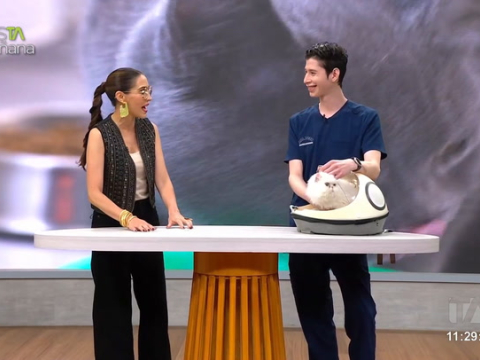 Mundo Animal: Luis Parreno, médico especialista en gatos, explica sobre los cuidados básicos que deben tener estas mascotas en casa.