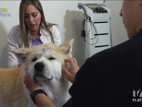 Cada vez más dueños de mascotas recurren a la acupuntura ancestral como método terapéutico. Esta práctica milenaria ayuda a aliviar dolores, mejorar el bienestar general y complementar la salud de perros y gatos.