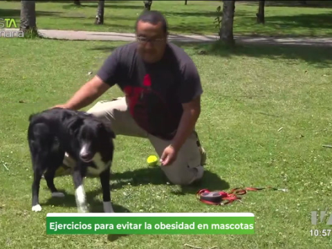 La experta Andrea Aguirre nos cuenta esTAmañana cómo mantener activos y felices a nuestros amigos de cuatro patas con ejercicios.