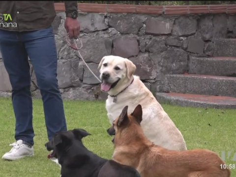 El experto Mauricio Dávila nos cuenta por qué es importante conocer el tipo y raza de perro que queremos tener en casa para mejor convivencia.