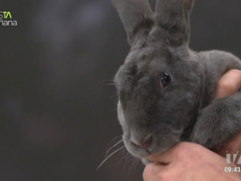 La veterinaria Carolina Benavides en esTAmañana enseño todos los cuidados que necesitan los conejos.