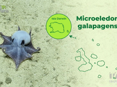 Paulina Sepa Egas, curadora de la colección marina, comparte detalles sobre el descubrimiento de una llamativa especie de pulpo azul en Galápagos.
