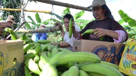 Productores de plátano verde en Ecuador.