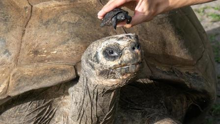 Goliat no mantiene ningún vínculo con su cría, tal como es habitual con las tortugas.