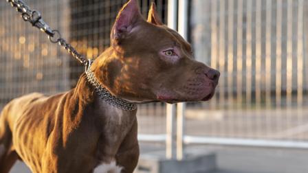 Autoridades investigan incidente entre un perro de raza pitbull y una niña de cuatro años en Guayas. Foto de mascota referencial