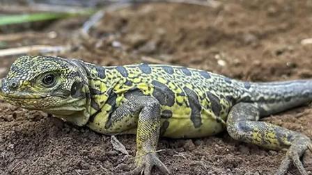 La iguana rosada habita exclusivamente en las laderas del volcán Wolf, en la isla Isabela del archipiélago.
