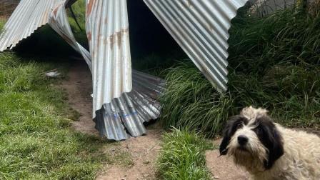 Varias perreras de la Fundación Lucky quedaron destruidas por la ráfaga de viento.