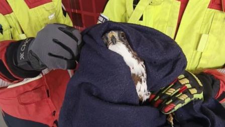 Los bomberos rescataron a un águila atrapada en un cerramiento de Quito.