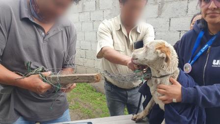Un perro se encontraba encadenado en condiciones alarmantes en Quito.