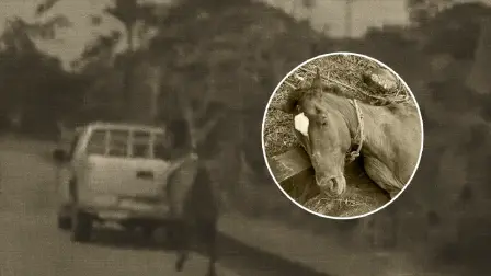 Captan a vehículo en movimiento que jala a un caballo en vía a Macas, Ecuador.
